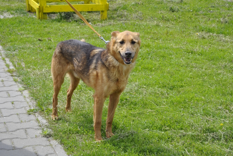 Leo