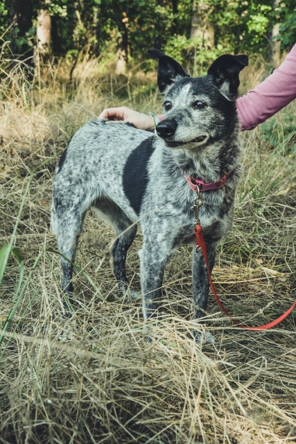 Fiśka 