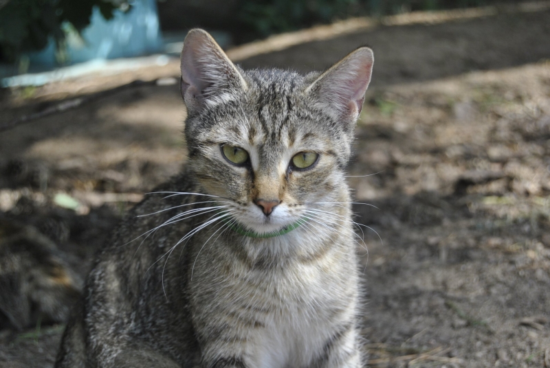 Kaja