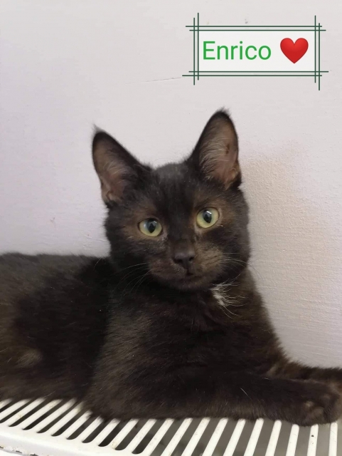 Enrico