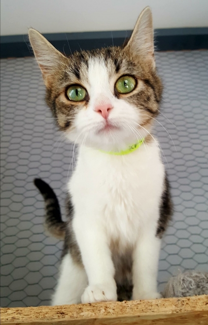 Zulka