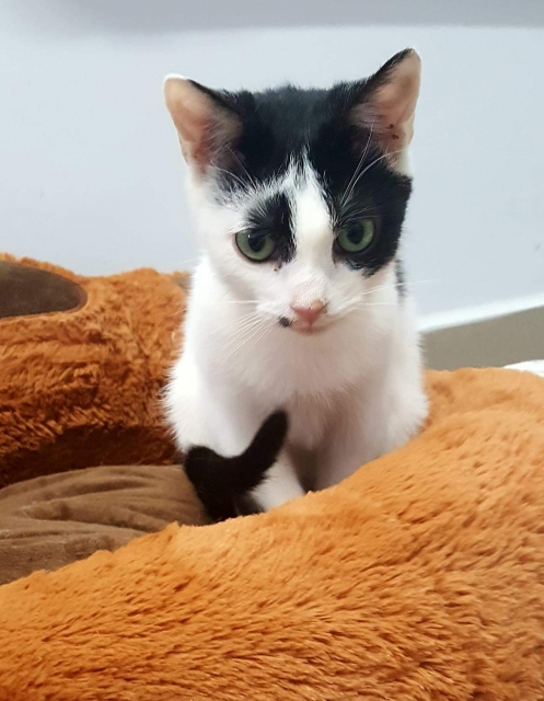 Zorro