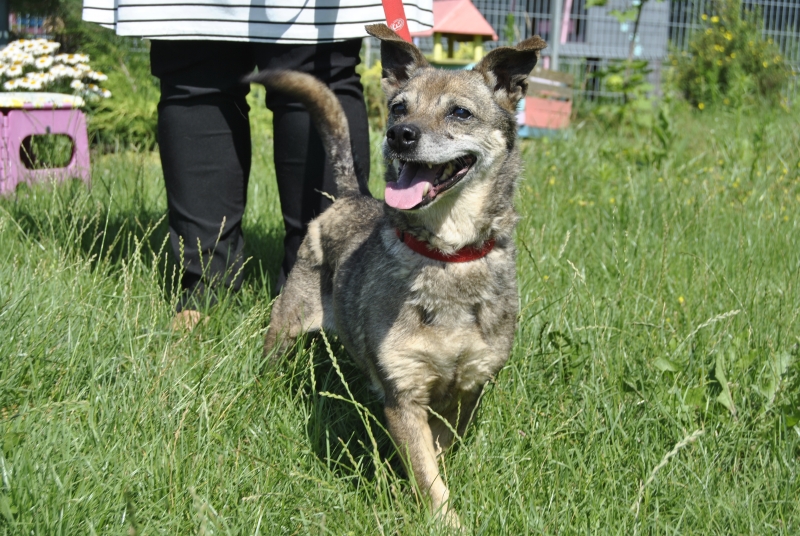 Rozi