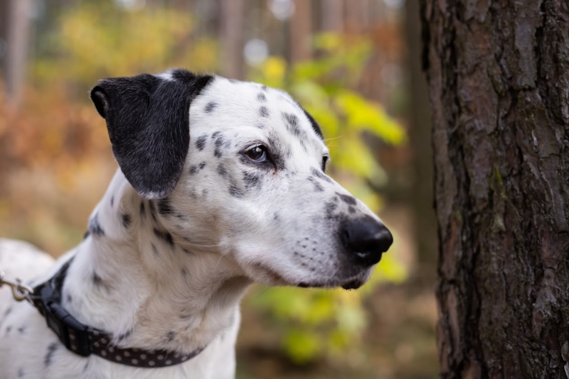 Pongo