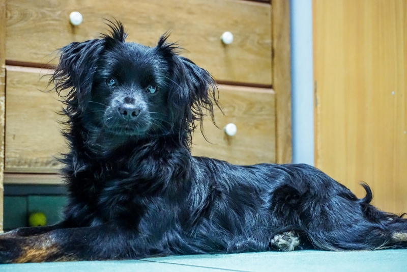 Stella 