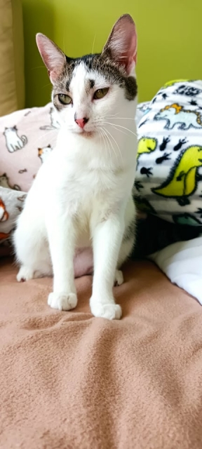 Pela