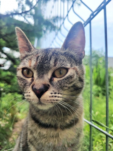 Lili