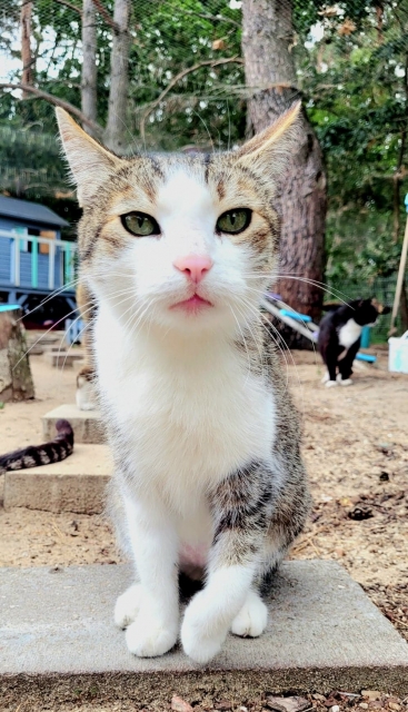 Elvis