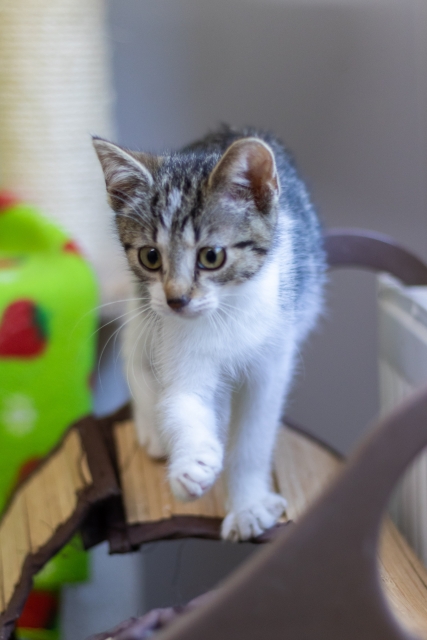 Klara