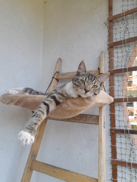 Gucio