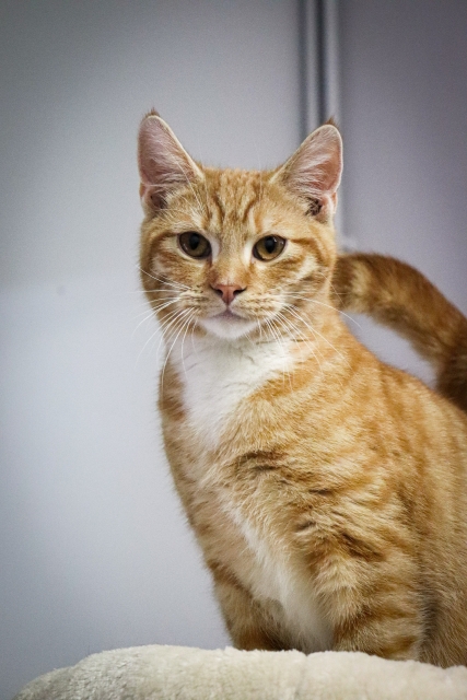 Gilbert