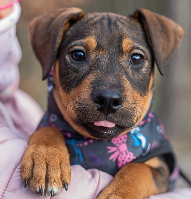 Kodi