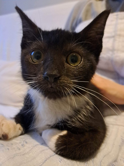 Felix