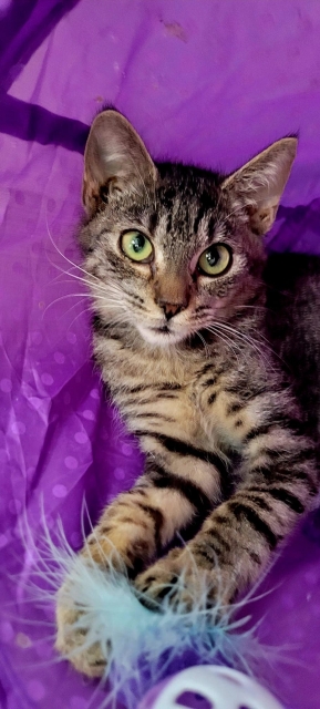 Bobby