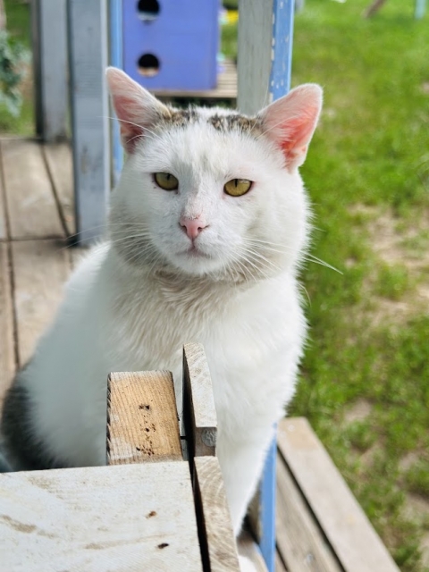 Diego