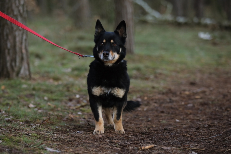 Kajko