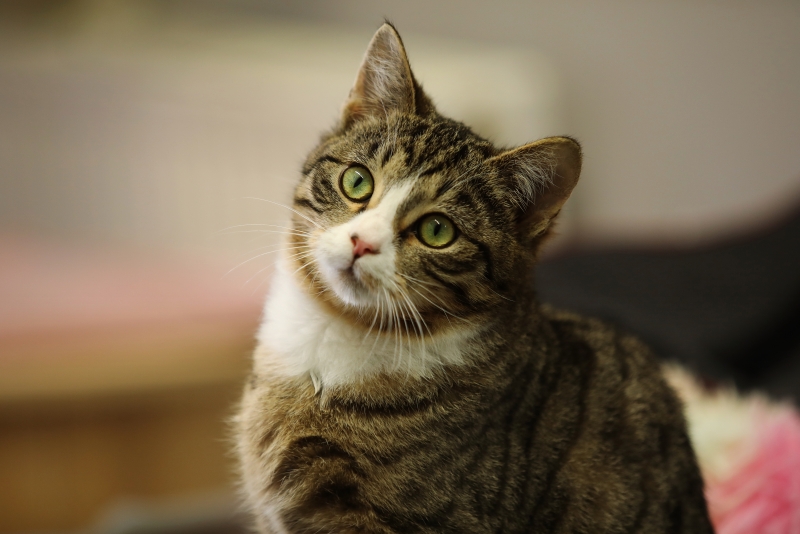 Gizmo