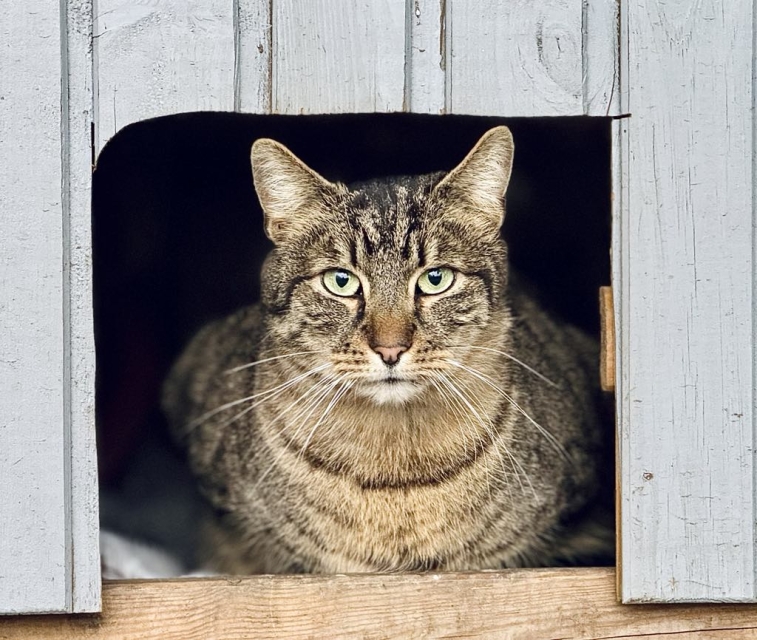 Figaro
