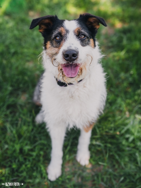 Dagi