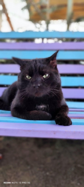 Pedro