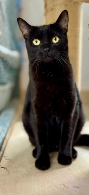Kuki