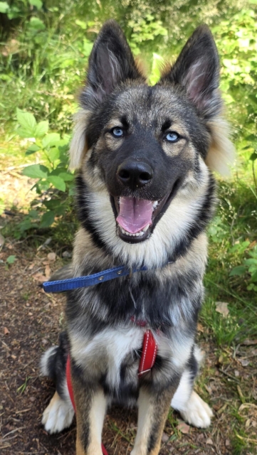 Tasha