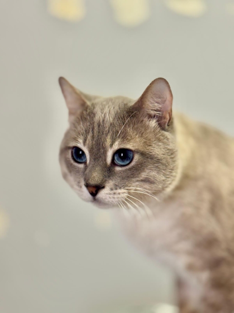 Maks