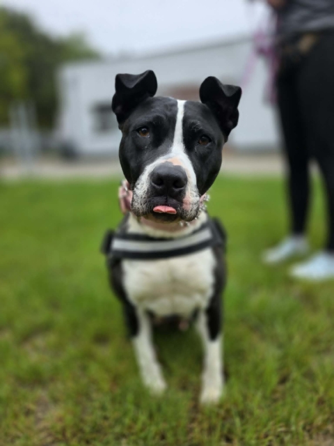 Fiona
